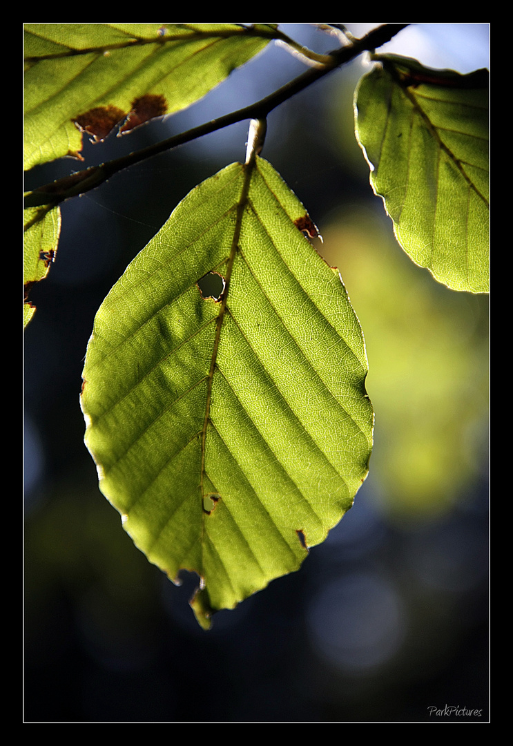 Herbstimpressionen