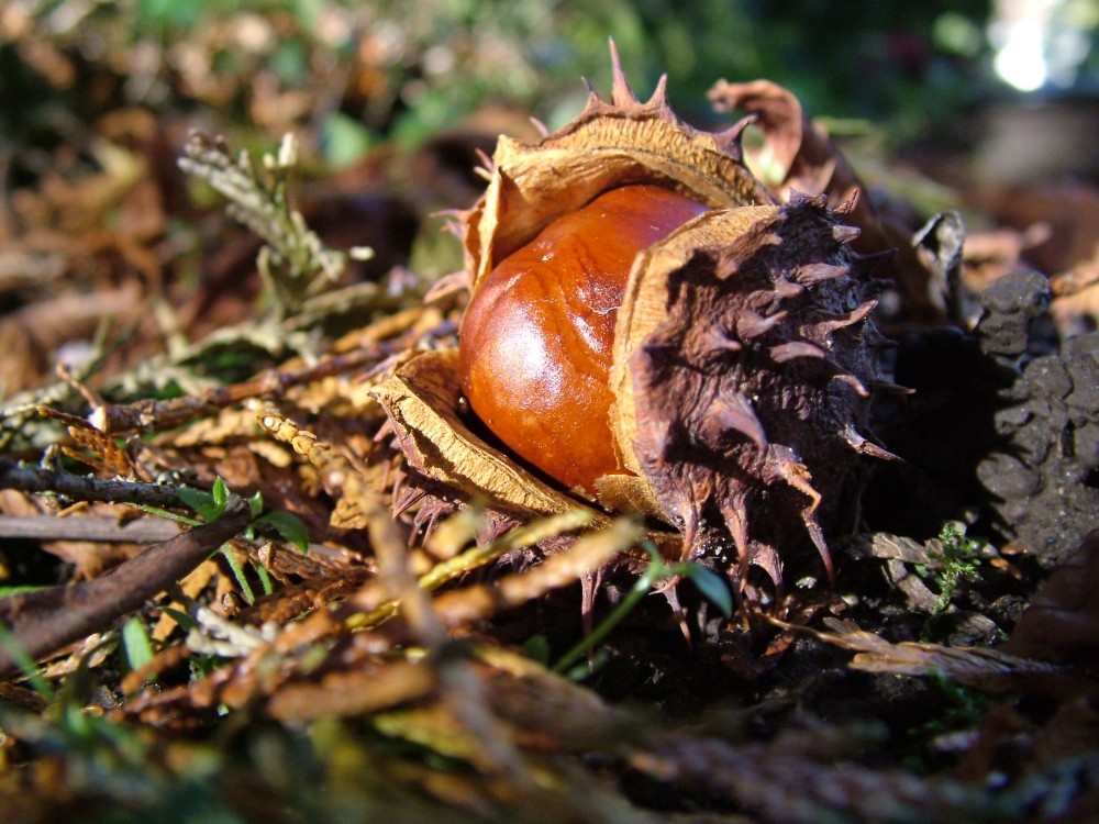 Herbstimpressionen von Norbert Heim