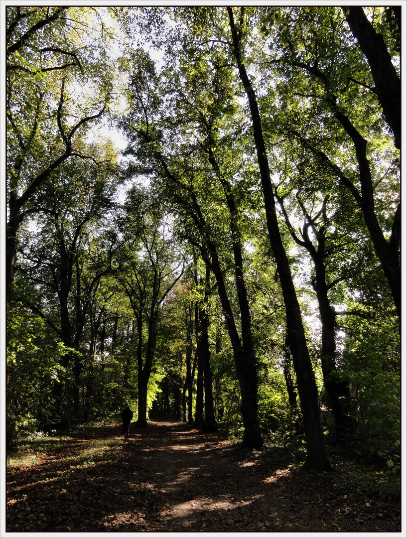 -Herbstimpressionen-einmal anders