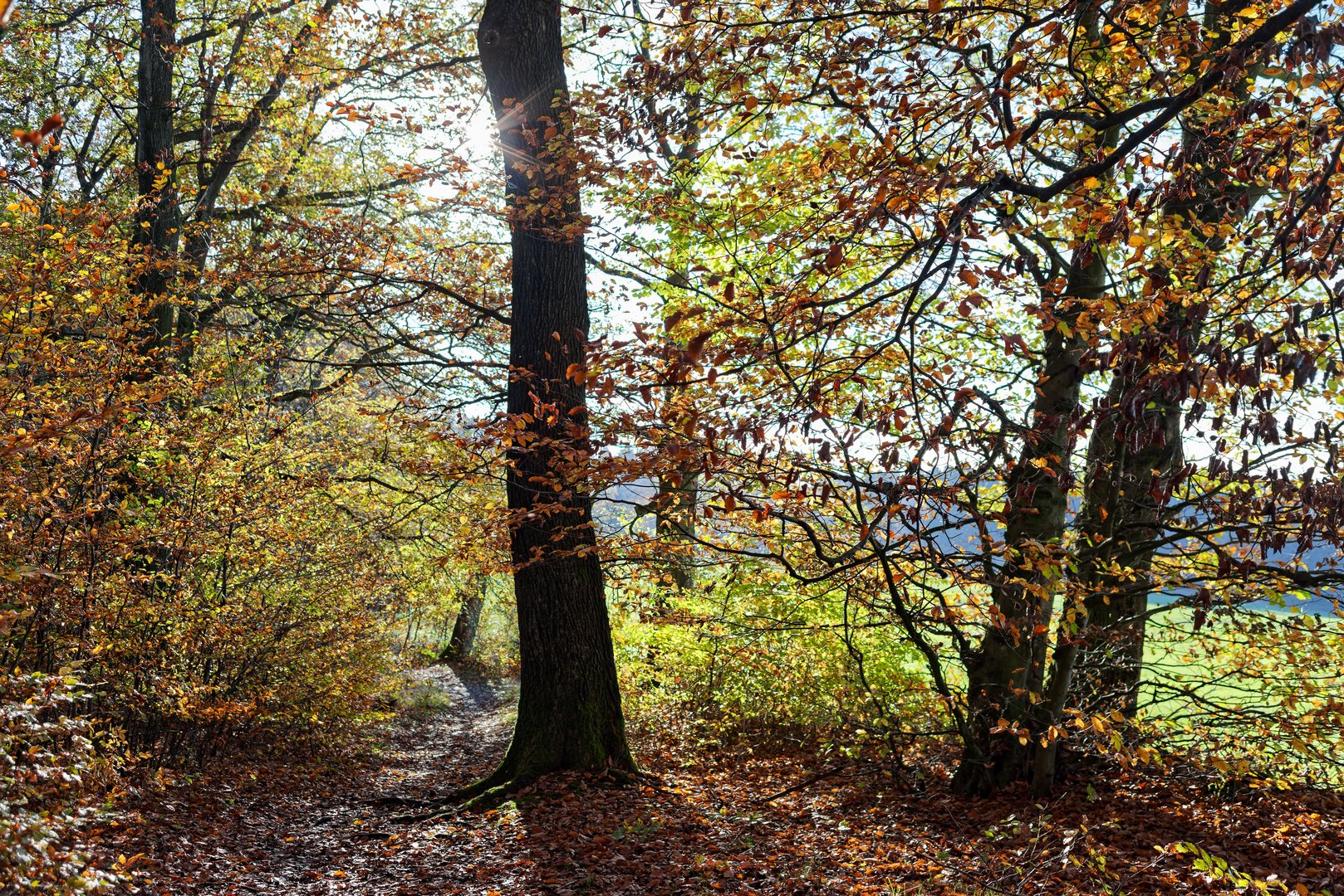 Herbstimpressionen enlang eines Waldpfads