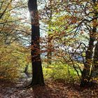 Herbstimpressionen enlang eines Waldpfads