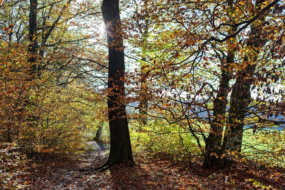 Herbstimpressionen enlang eines Waldpfads