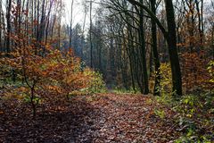 Herbstimpressionen entlang eines Waldpfades