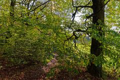 Herbstimpressionen entlang eines Waldpfads