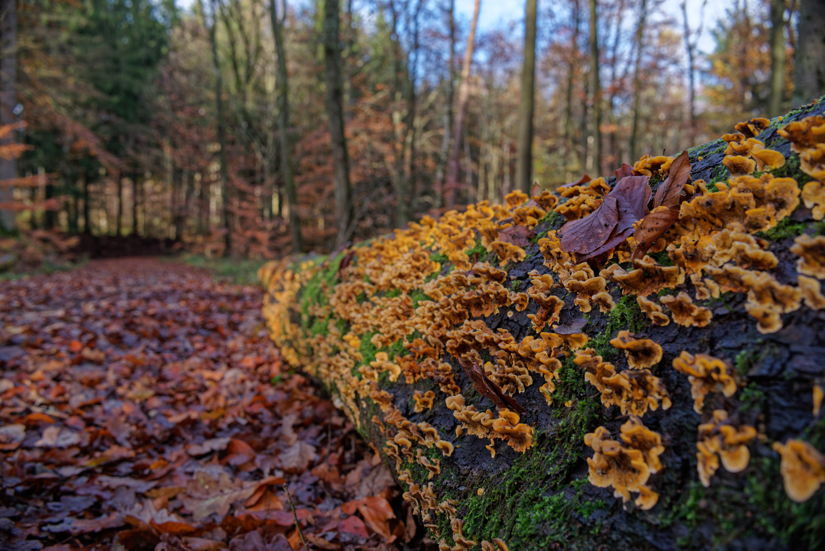 Herbstimpressionen entlang eines Waldweges