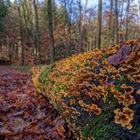 Herbstimpressionen entlang eines Waldweges