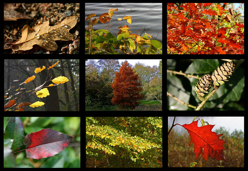 Herbstimpressionen