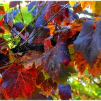 Herbstimpressionen-Farben und Formen