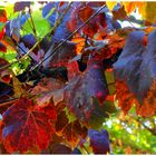 Herbstimpressionen-Farben und Formen