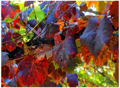 Herbstimpressionen-Farben und Formen