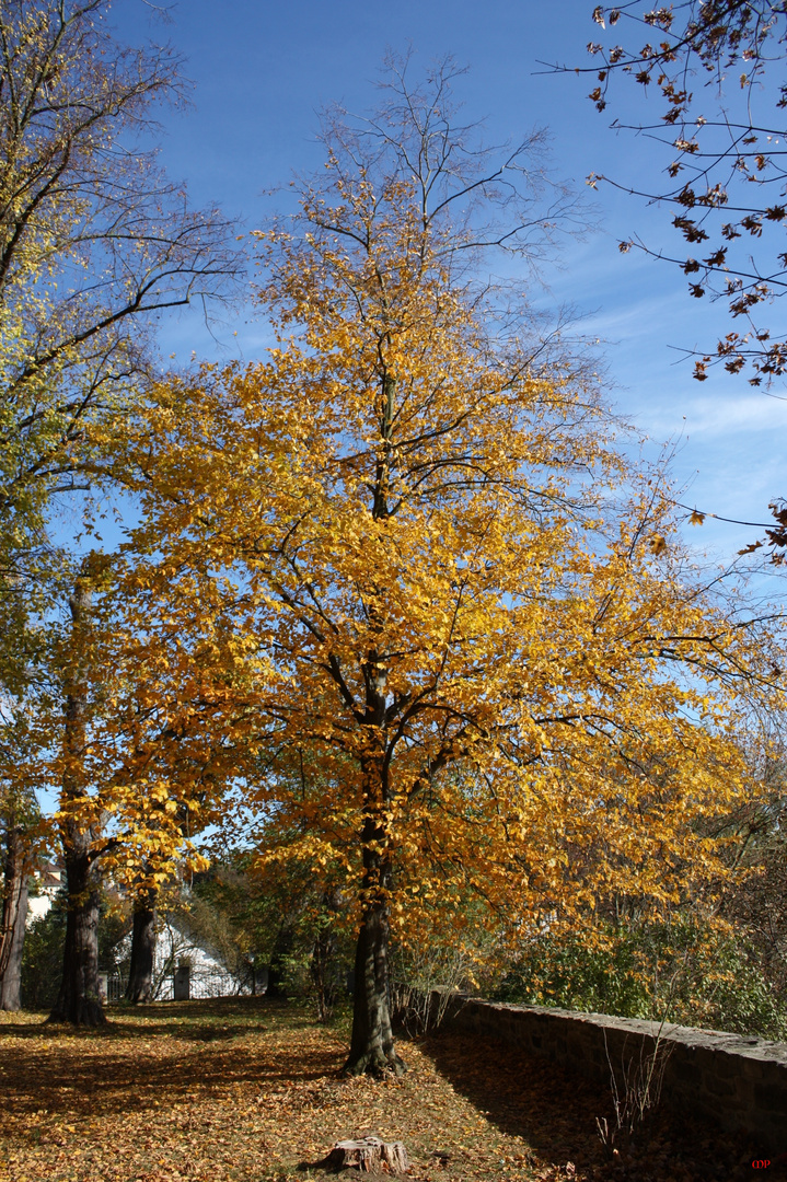 Herbstimpressionen