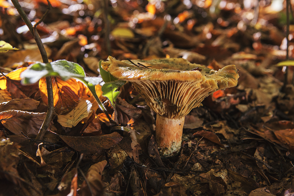 Herbstimpressionen: Fichtenreizker