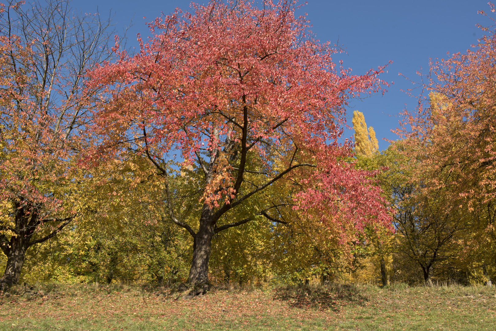 Herbstimpressionen Fürstenlager Bensheim