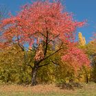 Herbstimpressionen Fürstenlager Bensheim