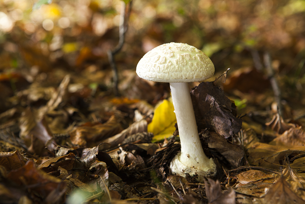 Herbstimpressionen: Grüner Knollenblätterpilz