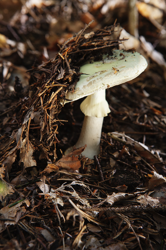 Herbstimpressionen: Grüner Knollenblätterpilz