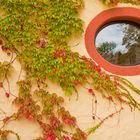 Herbstimpressionen - Herbstfarben auf der Burg in Reichelsheim (Odenw.)