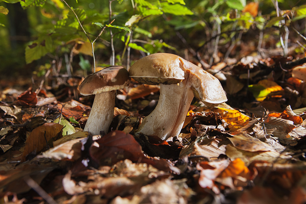 Herbstimpressionen: Herrenpilze