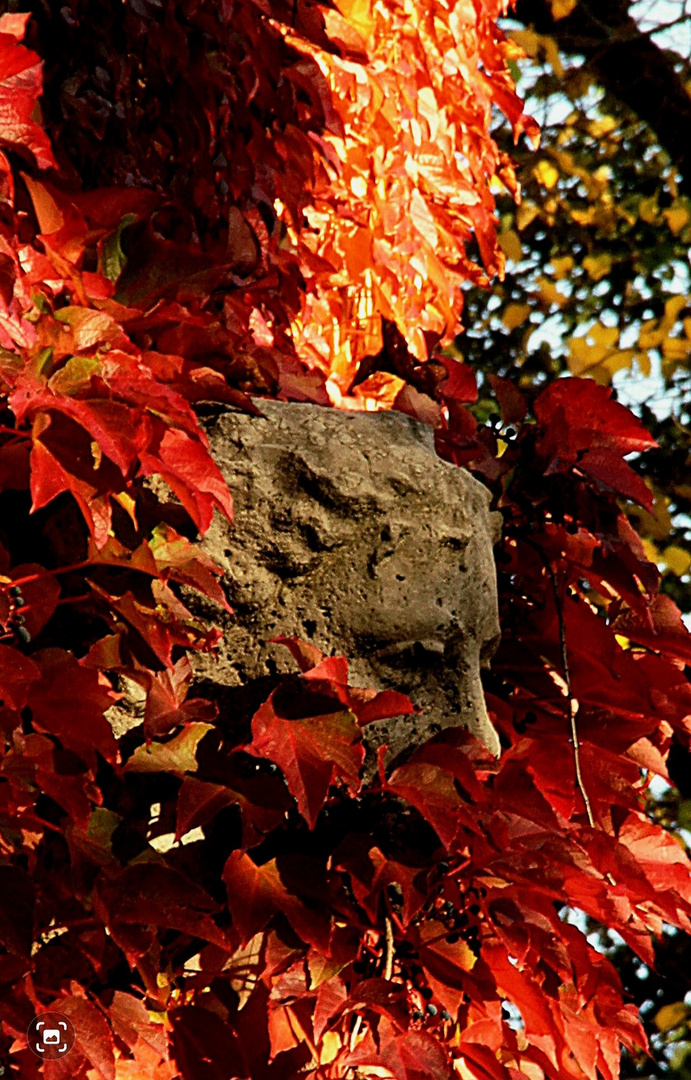 Herbstimpressionen - Hier zeigt der Herbst sein Gesicht -