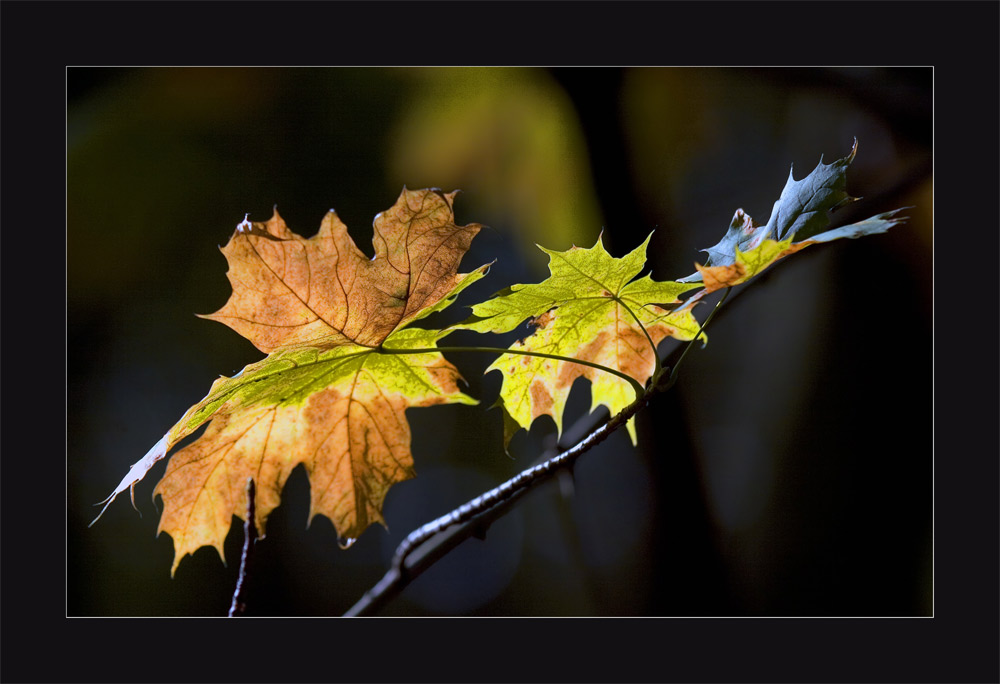 HERBSTimpressionen I