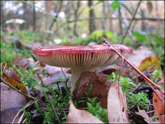 Herbstimpressionen I