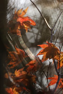 Herbstimpressionen I