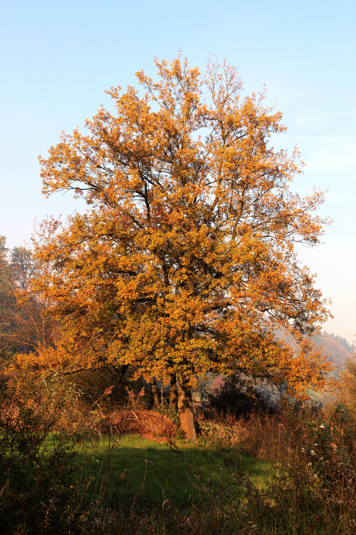 Herbstimpressionen I ...