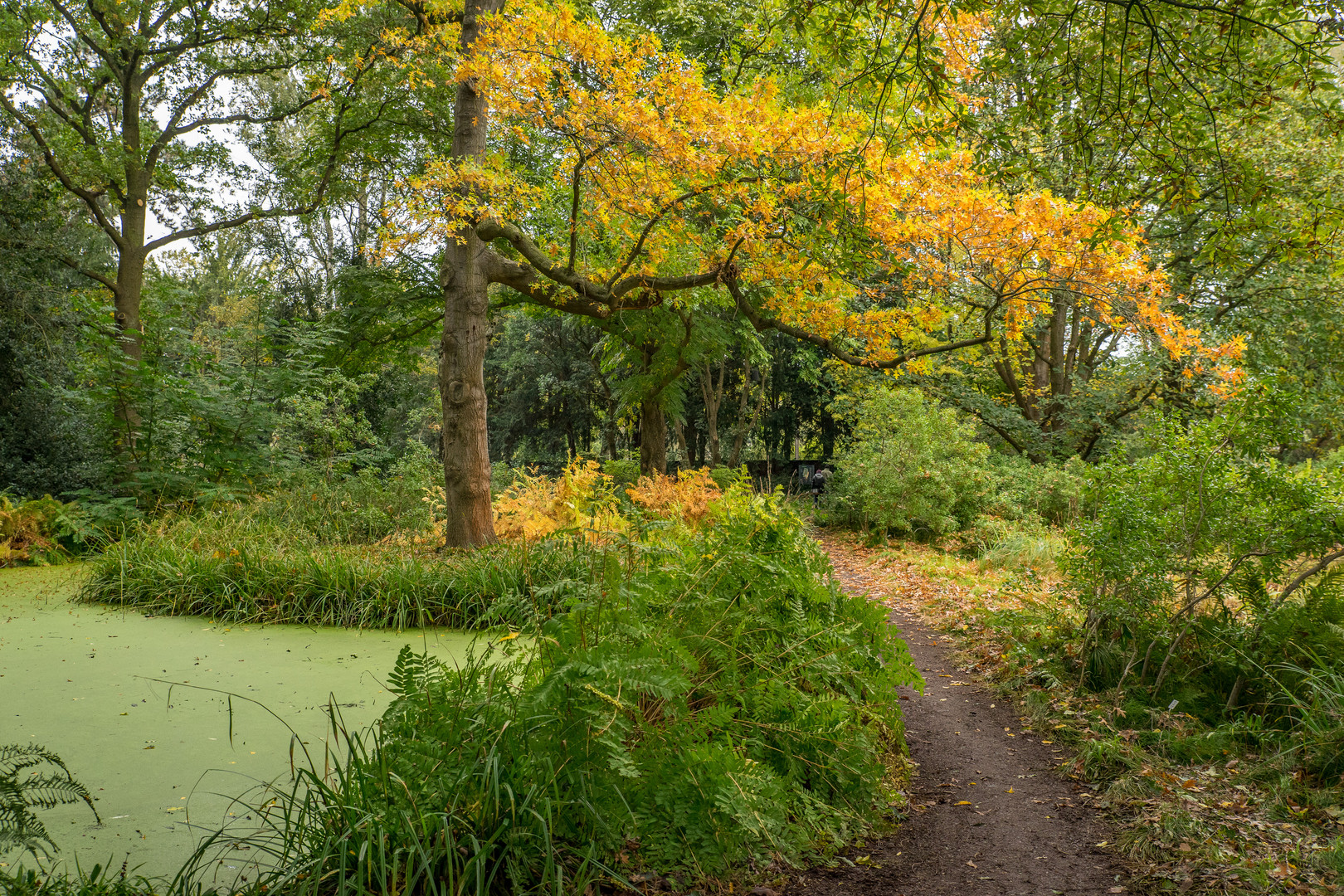 Herbstimpressionen I - Berggarten/Hannover