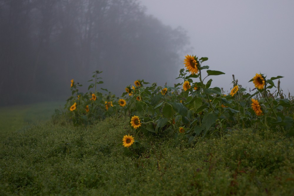 Herbstimpressionen I