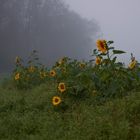 Herbstimpressionen I