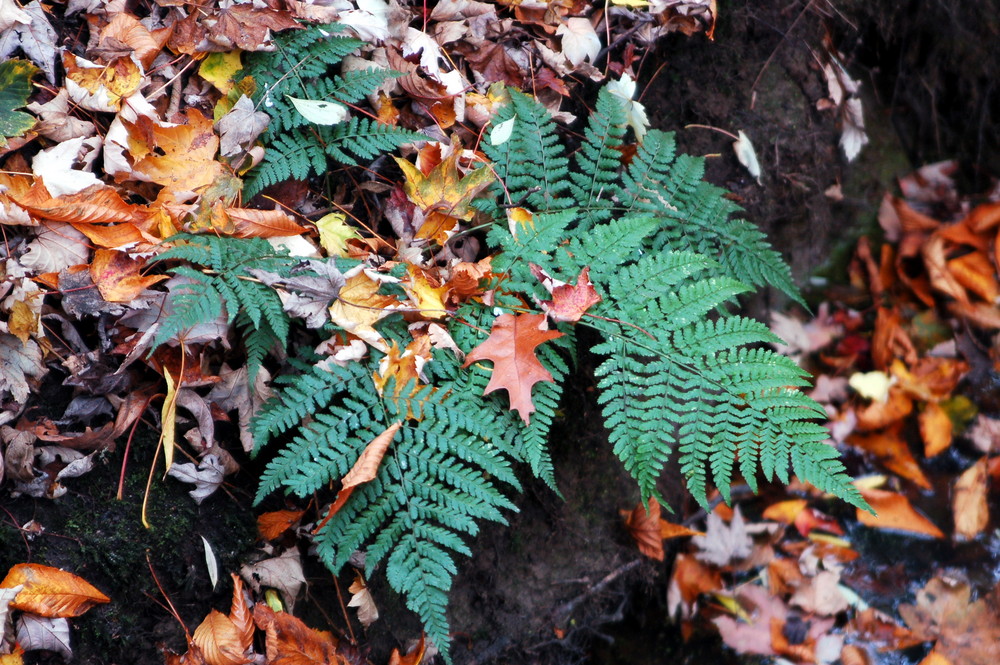 Herbstimpressionen II