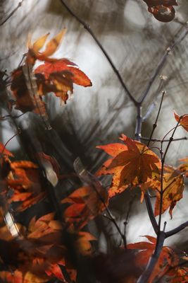 Herbstimpressionen II