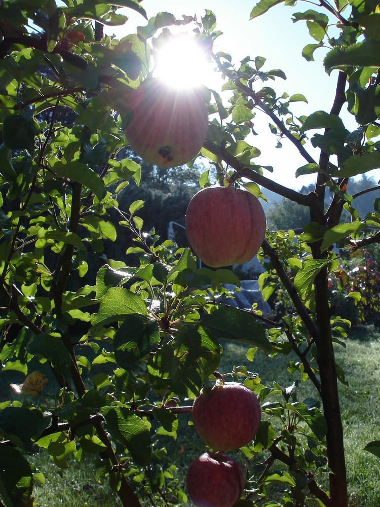 Herbstimpressionen II