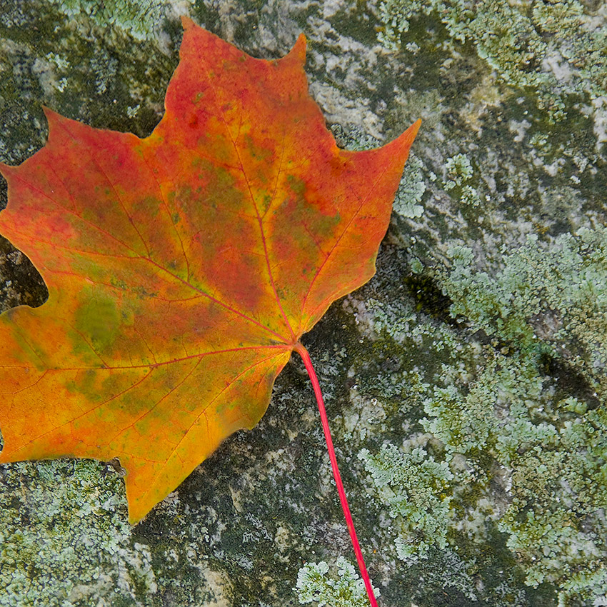 Herbstimpressionen II