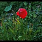 Herbstimpressionen II: -ein letztes Leuchten