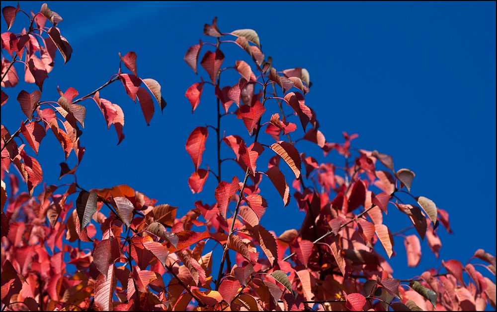 Herbstimpressionen III