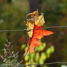 Herbstimpressionen III