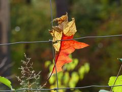 Herbstimpressionen III