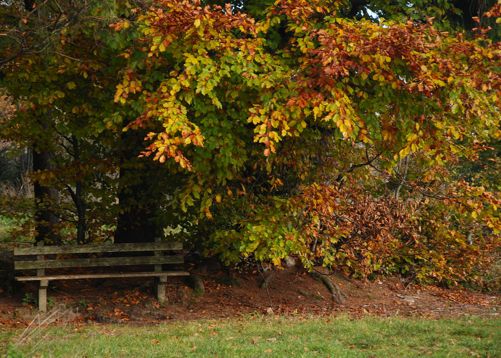 Herbstimpressionen III