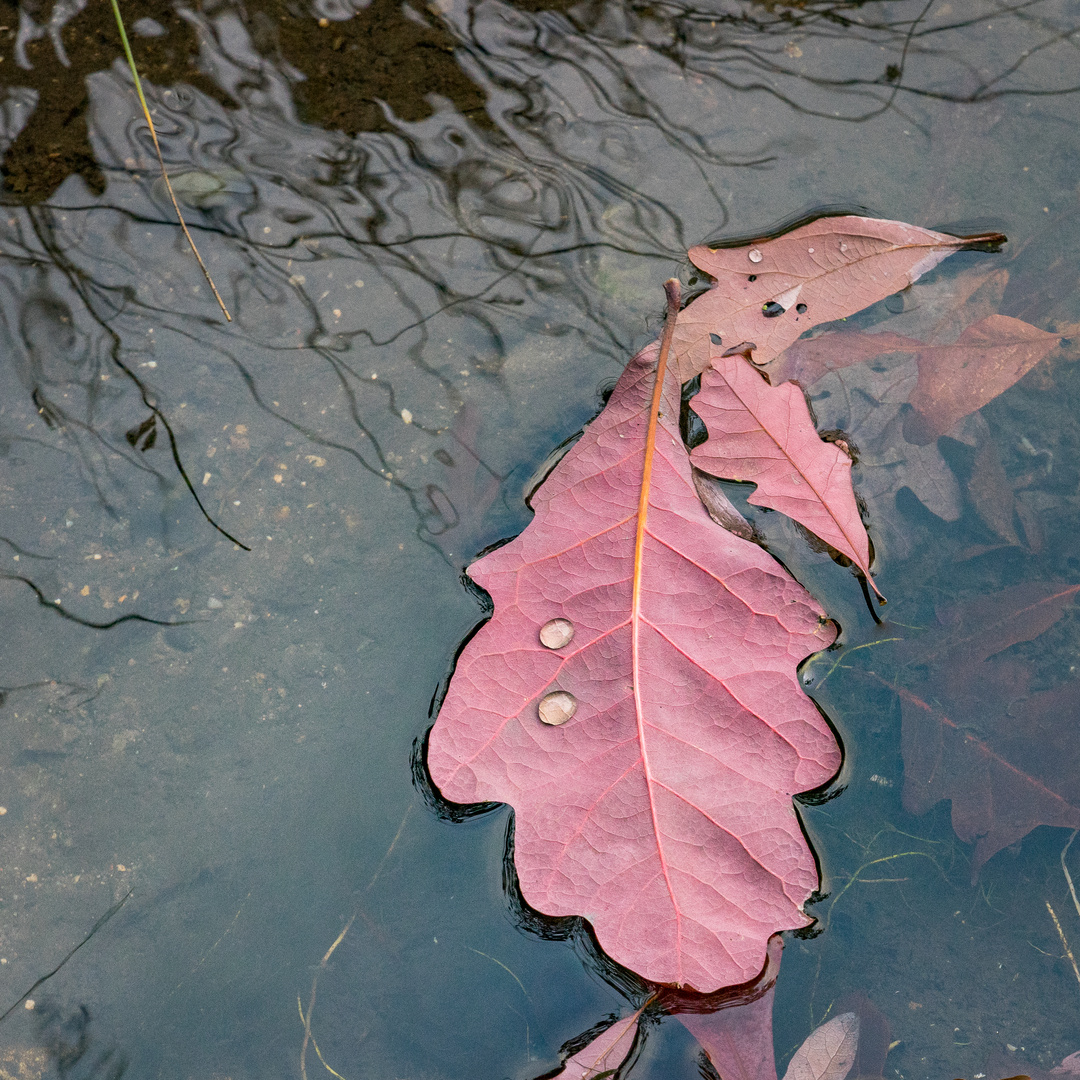 Herbstimpressionen III - Berggarten/Hannover