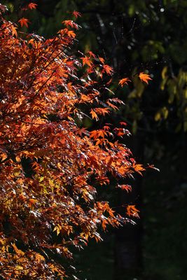 Herbstimpressionen III