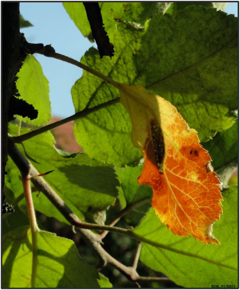 Herbstimpressionen III-Herbstlaub,ein einzelnes Blatt