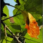 Herbstimpressionen III-Herbstlaub,ein einzelnes Blatt