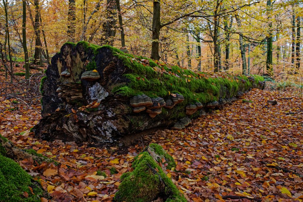 Herbstimpressionen im Buchenwald