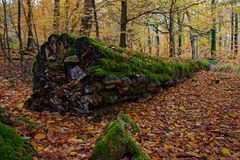 Herbstimpressionen im Buchenwald