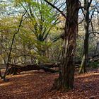 Herbstimpressionen im Laubwald