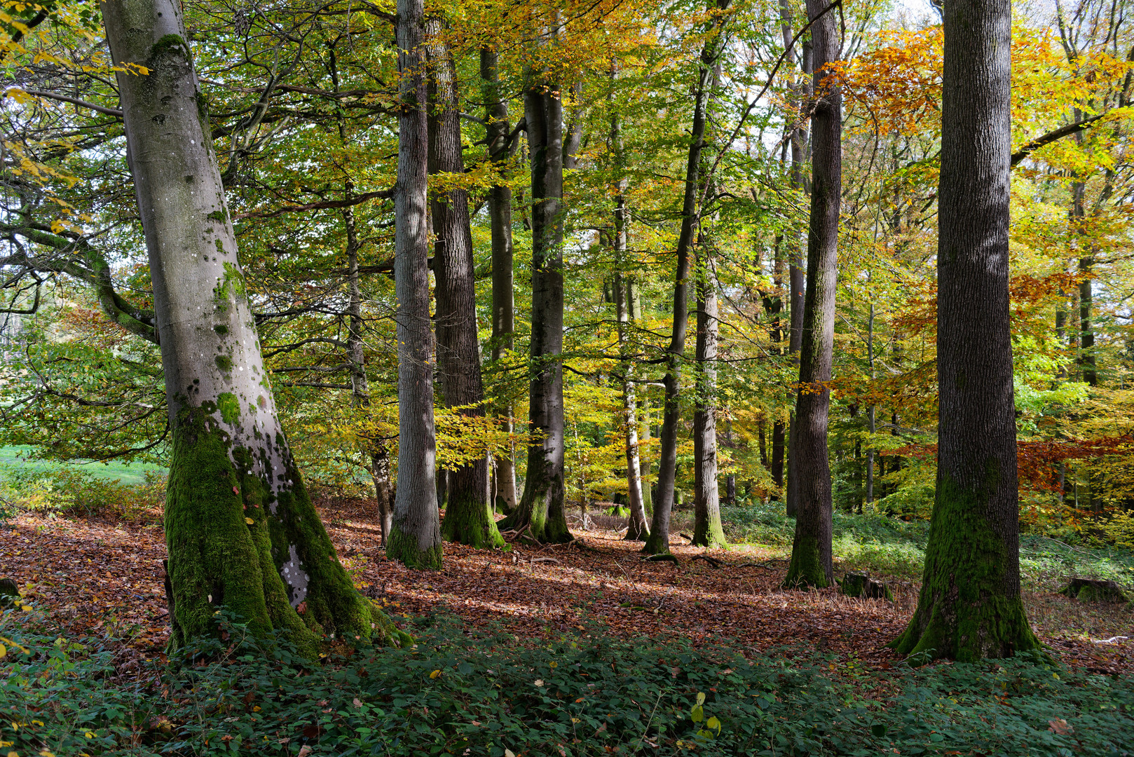 Herbstimpressionen im Laubwald