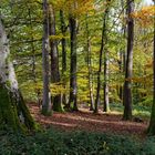 Herbstimpressionen im Laubwald