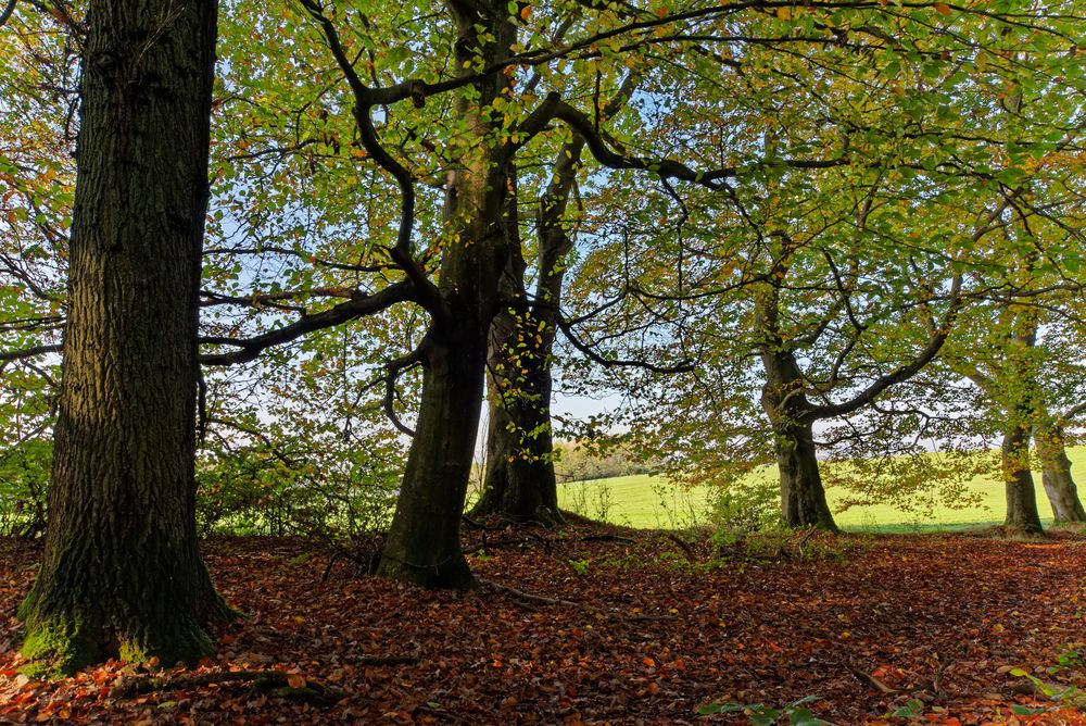 Herbstimpressionen im Laubwald