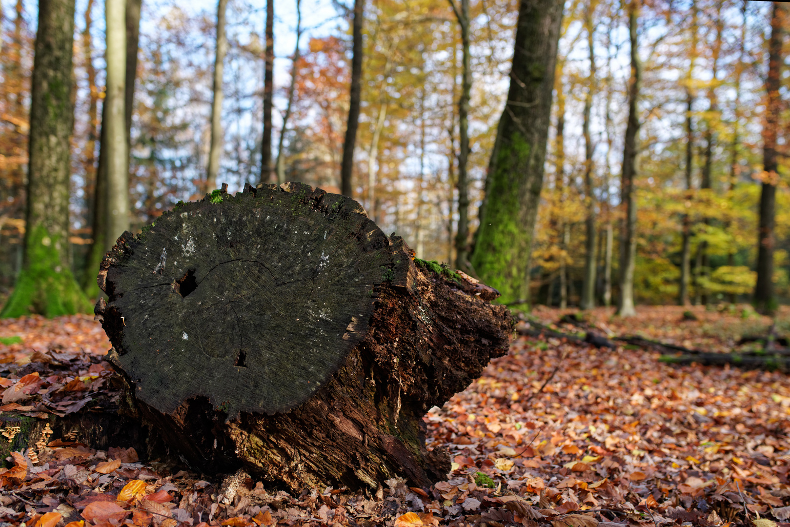 Herbstimpressionen im Laubwald